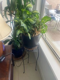 Plant (real) with stand