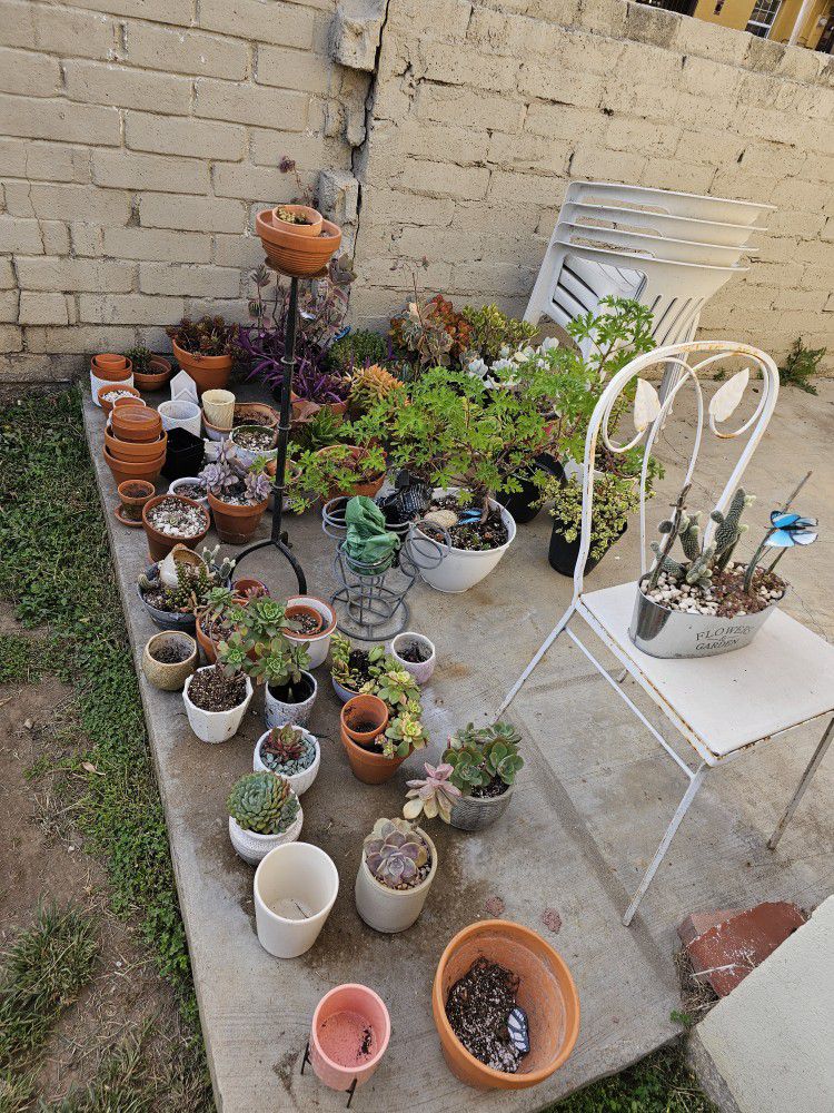 All The Plants And Pots!
