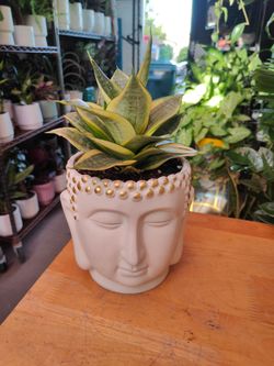 Indoor/Outdoor Plants
