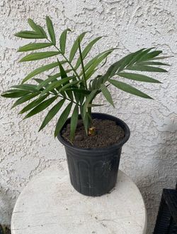 1 Gallon Pot Succulent Plant- Parlor Palm - Chamaedorea Elegans - Live Indoor Outdoor Plant - Rooted & Established - Drought Resistant - 🪴