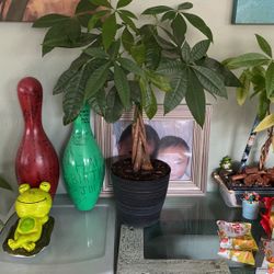 Lucky Plant $40 Each