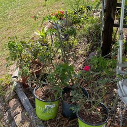 Rose plants potted $10 each