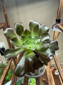 Tree aeonium in ceramic pot