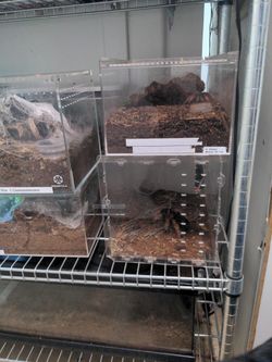 Tarantula Cages