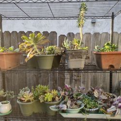 Huge Plant Sale $5-$10 SAT ONLY 8:30-1pm 2767 FREEPORT BLVD 95818 DON’T MISS OUT 