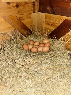 Huevos De Gallina Horganicos Se Bende Por La Cantidad Ke Guste 