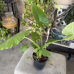 Alocasia ear Elephant Plant Black Pot Has Small Plants
