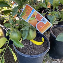 Fruit Trees