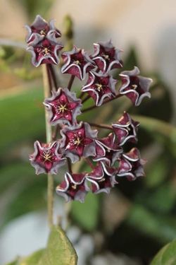 Hoya Hawaiian Purple silver splash