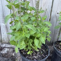 🌿 Planta de Albahaca Fresca – Maceta de 3 Galones | Lista para Cortar y Usar