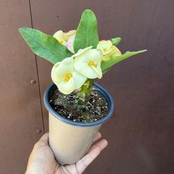 4” crown of thorns