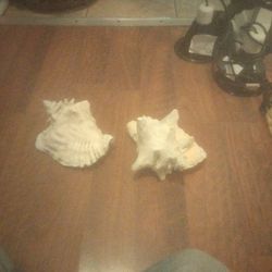 Seashells For Inside Fish Tanks