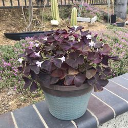 Purple Shamrock Pink Flower Butterfly Plant