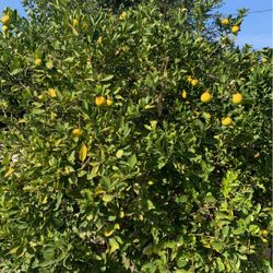Lemons 10 For $5 