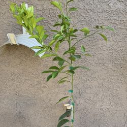 Kishu Mandarin Tree 
