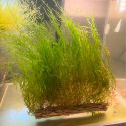 Cholla wood with flaming moss