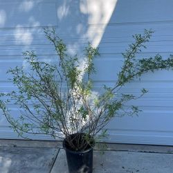 5 Gallon Mexican Marigold 