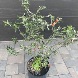 Black Cobra Pepper in 5-gal Container. Almost 3 ft. Tall, High Producer, and Flowering Right now 