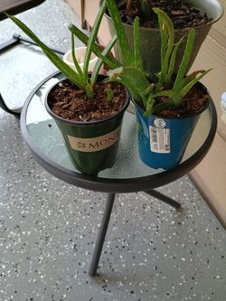 Aloe vera plants