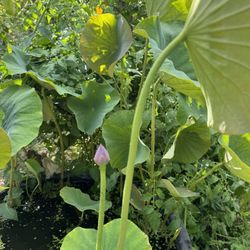 Pink Lotus Flower Plant 