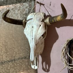 💯 Real Bull Heads/Horns