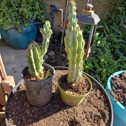 Rooted Monstrose Apple Cactus