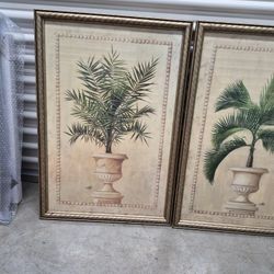 Big Beautiful Palm Pictures 