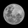 Moontie