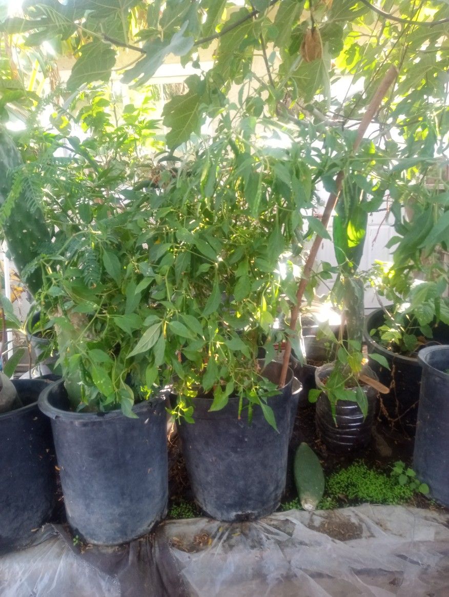 Chile Plant Planta De Chiles