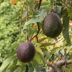 2 nonGMO avocado seeds
Easy to plant, refer to 3rd photo for growing reference. After sitting over water can be transferred to soil or can be planted 