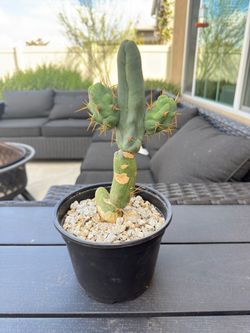 Penis cactus - TBM Form A
