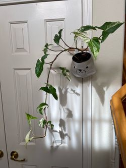 Albo Syngonium plant