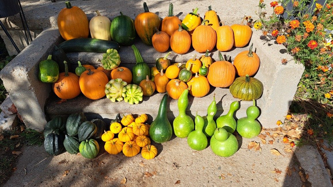 Pumpkins gourds squash and MORE!!!! 