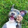 Bbblue