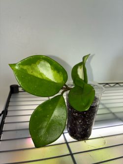 Hoya Krimson Princess