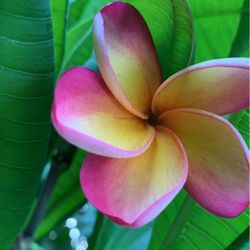 planta de plumeria
