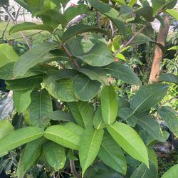 Red Apple Wax Tree Grafted  7 gallon Tree