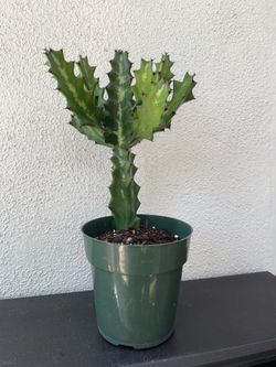 Euphorbia Lactea “Dragon Bone” – Multi Branching – 15” Tall – 6” Pot