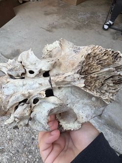 White tailed deer skull