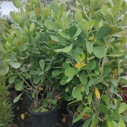 Calusia Overgrown 4-4.5'ft $23