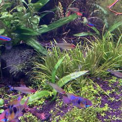 Fake tummy nose tetra tank