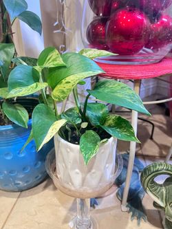 Golden Queen Pothos Indoor