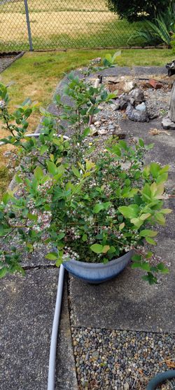 Blueberry + Strawberry Bundle (Both Fruiting!)
