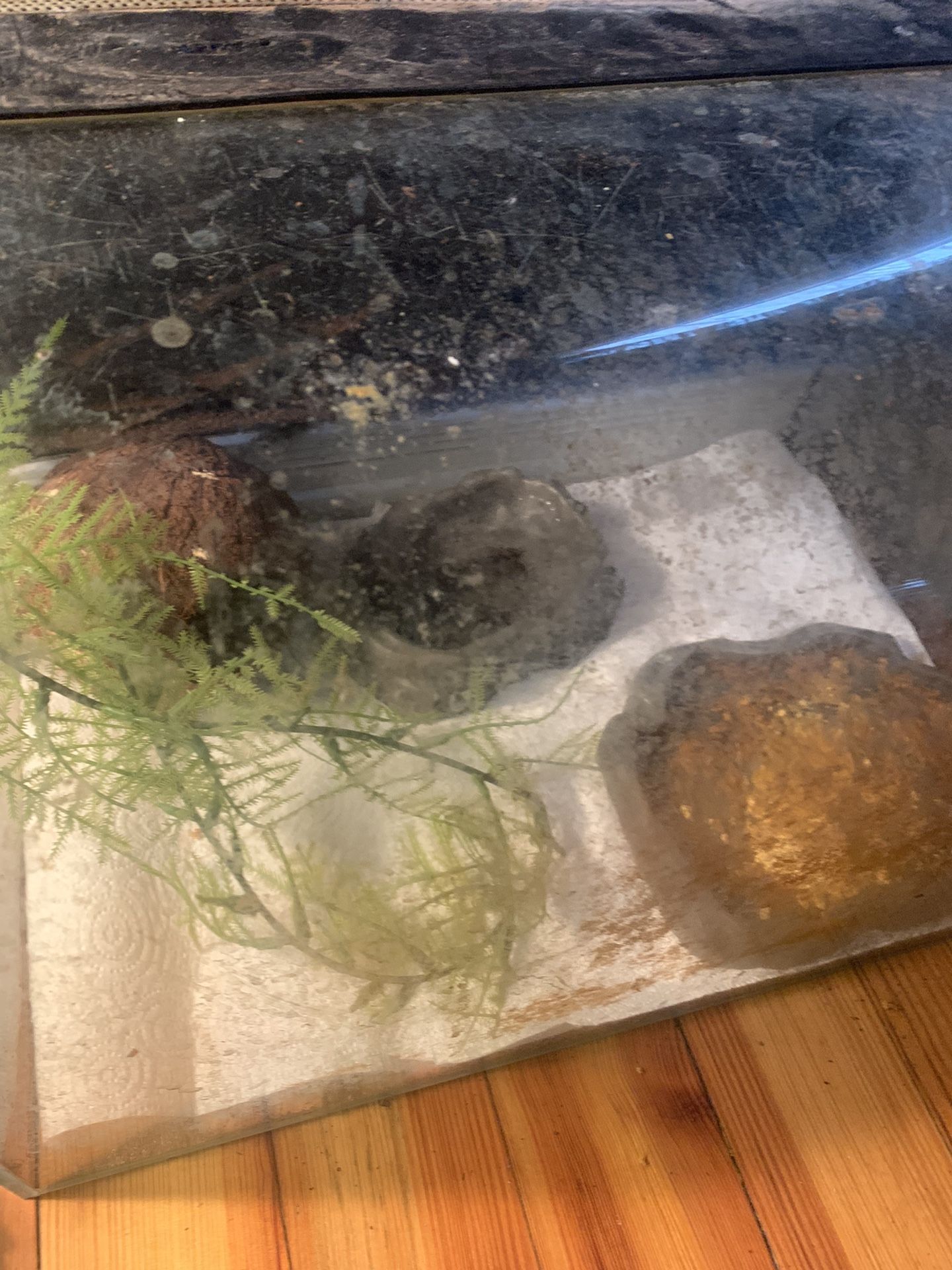 Leachionus Gecko Tank/ Reptile Tank!! $500 Each Obo!!