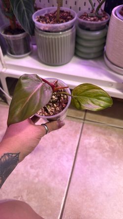 Live Plant 🌱 Philodendron Summer Glory 