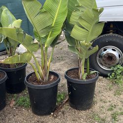 Giant birds of paradise