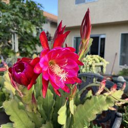 Epiphyllum/ Orchid Cactus
