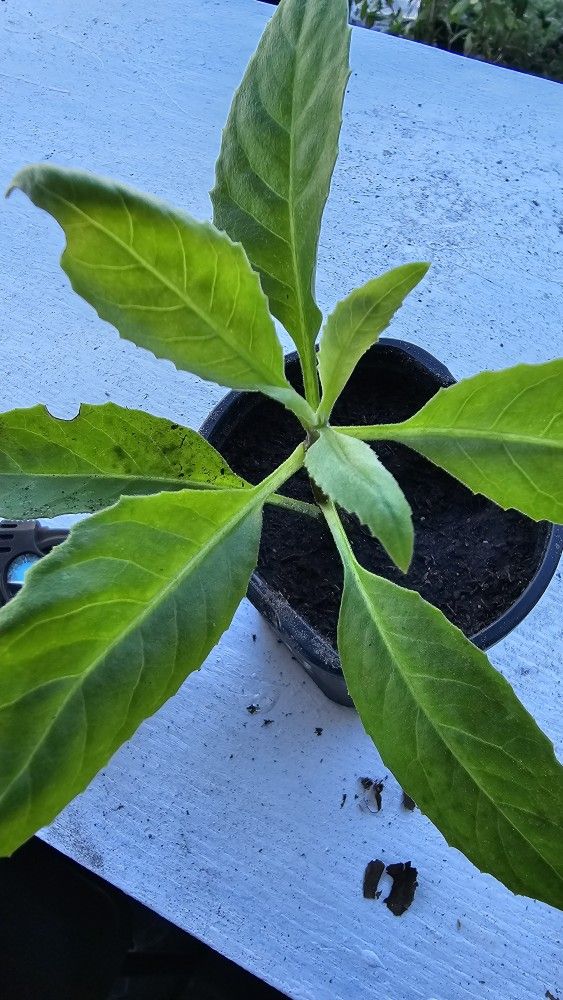 Longevity Spinach, Rooted, Actively Growing