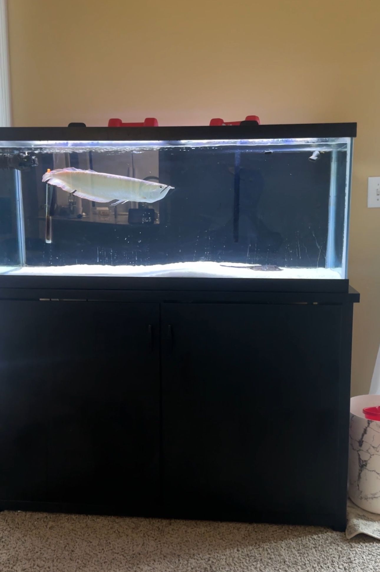 75G Aquarium With Stand And Filters
