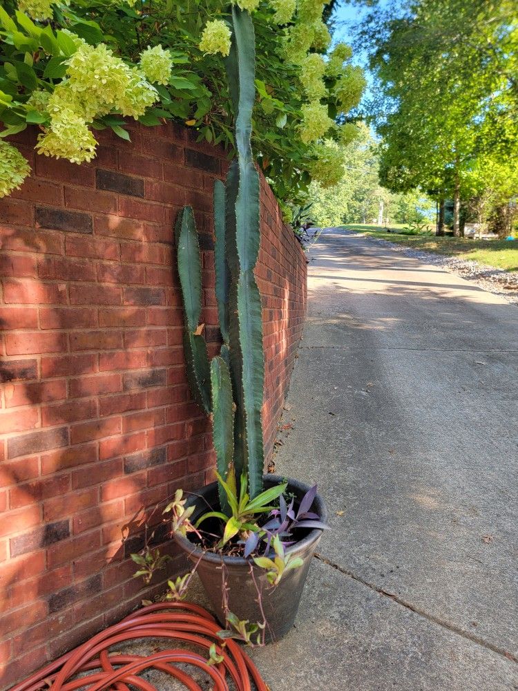 VERY TALL CACTUS - Peruvian Apple Cactus